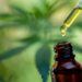 Hilft CBD dabei den Konsum von Cannabis zu reduzieren? (Bild: EKKAPON/Stock.Adobe.com)