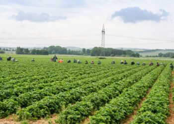 Erdbeerfeld bis zum Horizont, weit hinten hocken im Feld die Erntehelfer und pflücken Erdbeeren