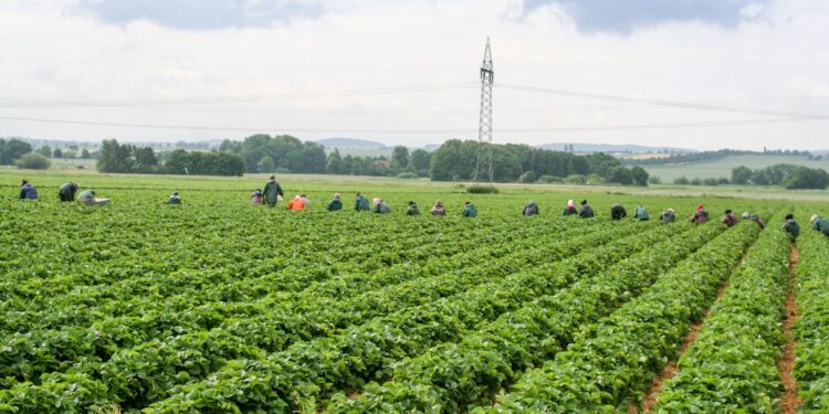 Erdbeerfeld bis zum Horizont, weit hinten hocken im Feld die Erntehelfer und pflücken Erdbeeren