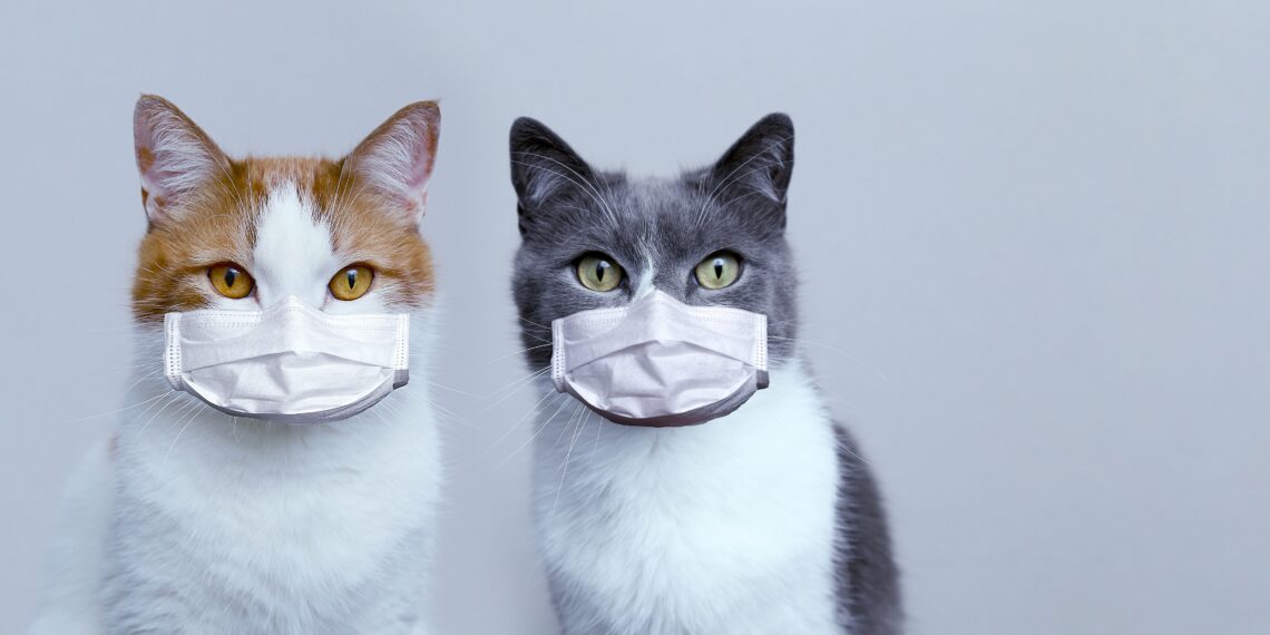 COVID-19: Haustiere können sich mit Corona infizieren – Katzen zeigen ...