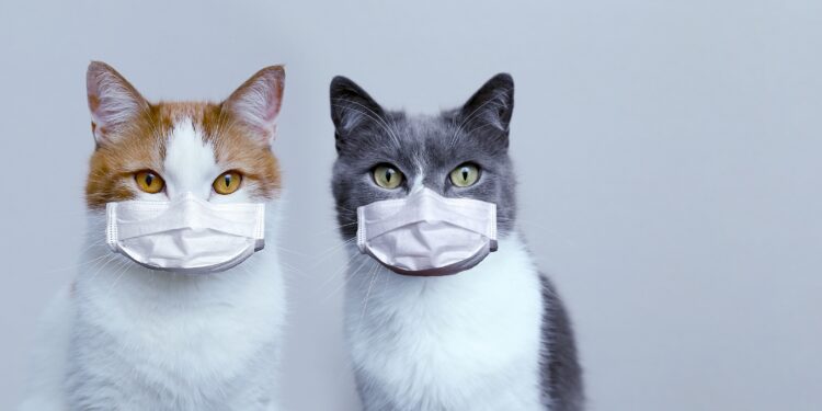 Zwei Katzen mit Atemschutzmasken