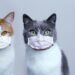 Zwei Katzen mit Atemschutzmasken