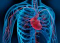 Darstellung des Herzens und des Blutkreislaufs