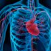 Darstellung des Herzens und des Blutkreislaufs