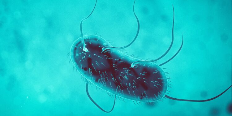 Eine 3D-Darstellung des Bakteriums Escherichia Coli.