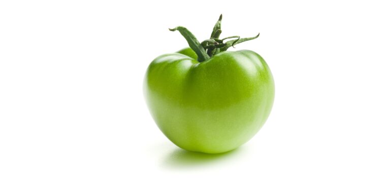 Großaufnahme einzelne gruene Tomate