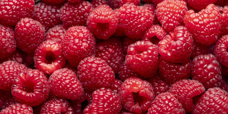 Geerntete Himbeeren