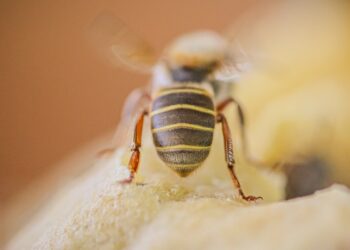 Nahaufnahme einer stachellosen Biene.