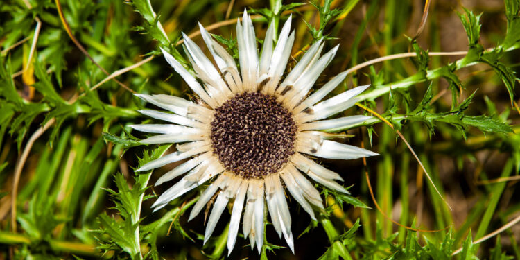 Blüte der Silberdistel