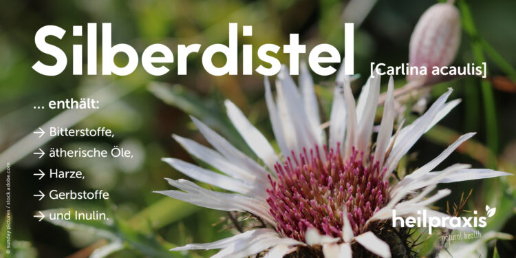 Inhaltsstoffe der Silberdistel