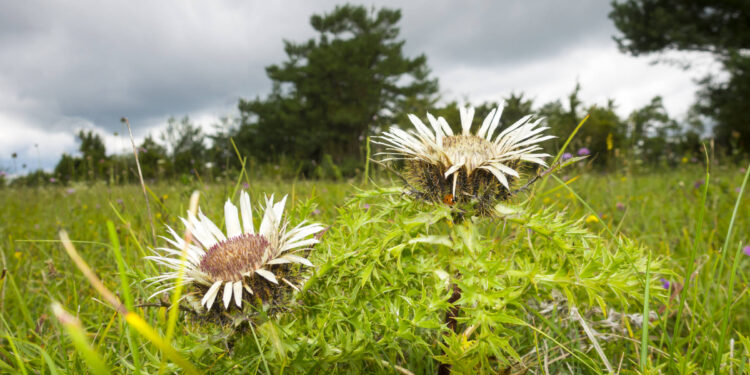 Silberdistel im Magerrasen