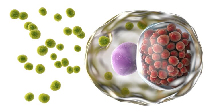 Eine grafische Darstellung einer Zelle, die von Bakterien vom Typ Chlamydia trachomatis befallen ist.