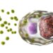 Eine grafische Darstellung einer Zelle, die von Bakterien vom Typ Chlamydia trachomatis befallen ist.