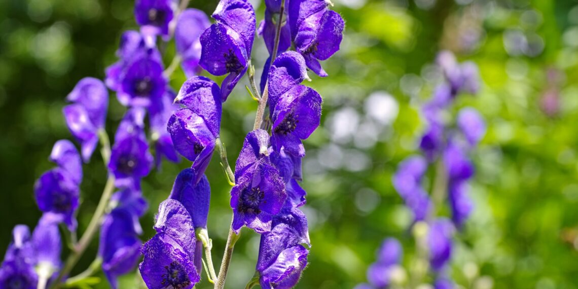 Eisenhut Aconitum Inhaltsstoffe Wirkung Und Gefahren Heilpraxis eisenhut-aconitum-inhaltsstoffe-wirkung-und-gefahren-heilpraxis