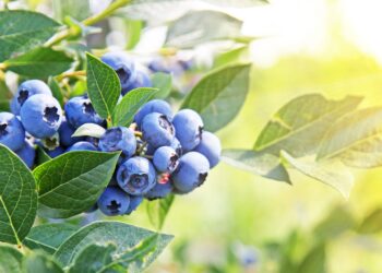 Reife Heidelbeeren hängen an einer Heidelbeer-Pflanze.