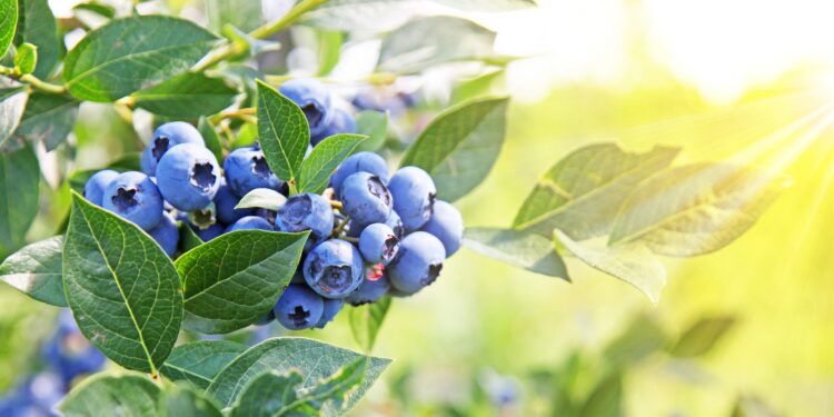 Reife Heidelbeeren hängen an einer Heidelbeer-Pflanze.