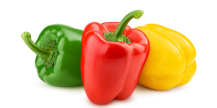 Eine rote, eine grüne und eine gelbe Paprika vor einem weißen Hintergrund.