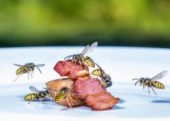 Mehrere Wespen fliegen auf ein Stück Fleisch auf einem Teller zu.