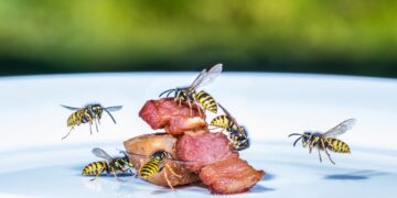 Mehrere Wespen fliegen auf ein Stück Fleisch auf einem Teller zu.