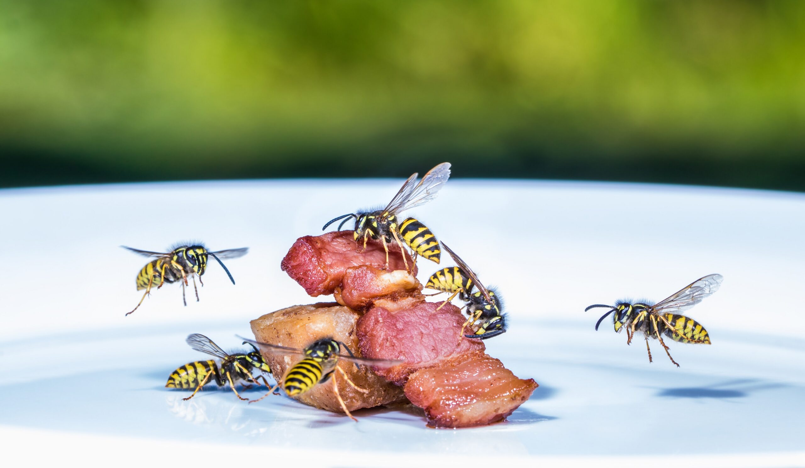 Wespen abwehren: Verhaltenstipps und Abwehrmethoden ...