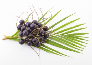 Acai-Beeren mit Palmenwedel vor weißem Hintergrund