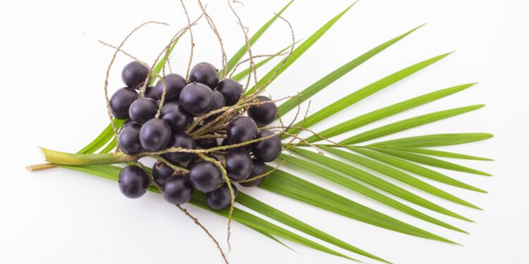 Acai-Beeren mit Palmenwedel vor weißem Hintergrund