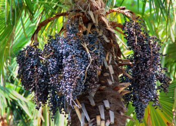 Kohlpalme mit reichlich reifen Acai-Beeren.