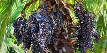 Kohlpalme mit reichlich reifen Acai-Beeren.