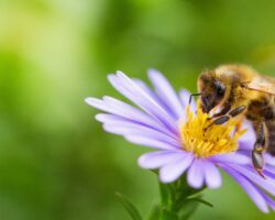 Eine Honigbiene sammelt Nektar von einer Blüte.