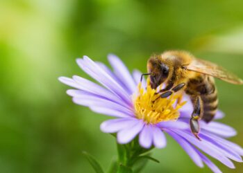 Eine Honigbiene sammelt Nektar von einer Blüte.