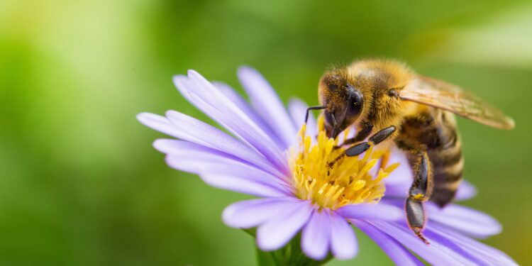 Eine Honigbiene sammelt Nektar von einer Blüte.