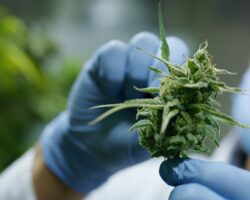 Forscher hält eine Cannabisblüte