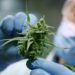 Forscher hält eine Cannabisblüte