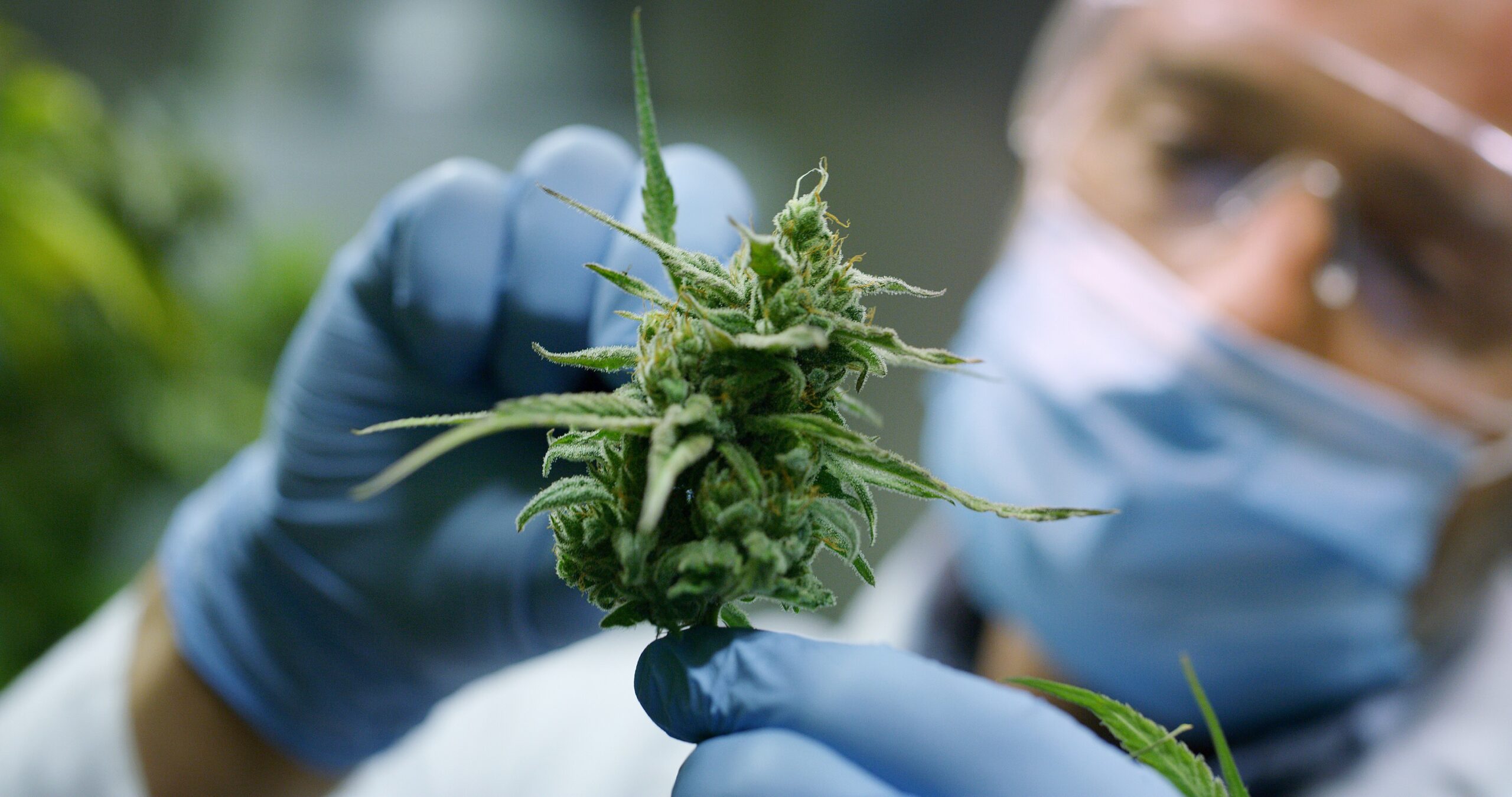 Es wurde gezeigt, dass der Wirkstoff Cannabis die Symptome von Parkinson lindert – Spezialist für Naturheilkunde und Naturheilkunde