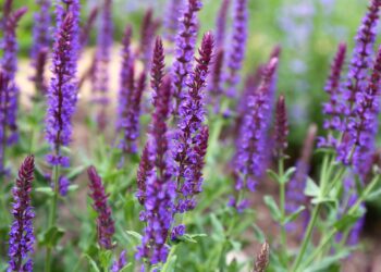 Mehrere Salbeipflanzen in einem Garten