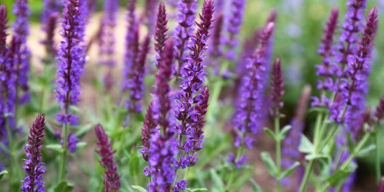 Mehrere Salbeipflanzen in einem Garten