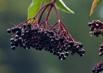 Holunderbeeren am Baum