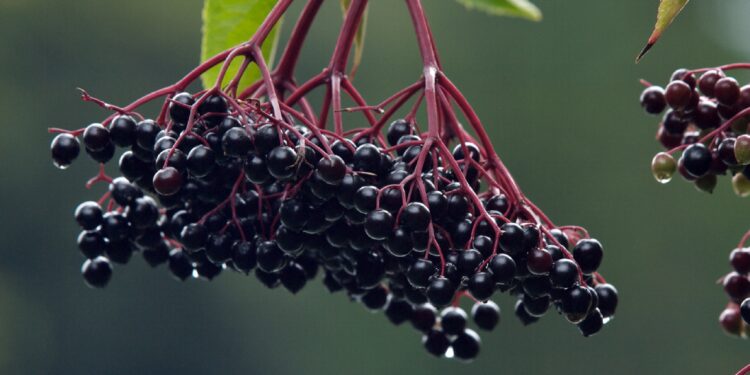 Holunderbeeren am Baum