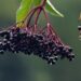 Holunderbeeren am Baum