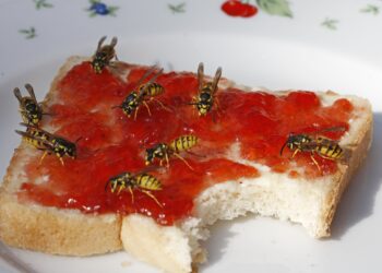 Wespen auf einem Marmeladentoast