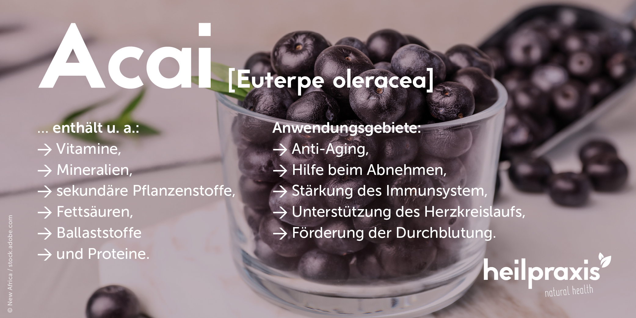 Inhaltsstoffe und Anwendungsgebiete der Acai