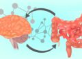 Eine Grafik, die die Kommunikation zwischen Darm und Gehirn veranschaulicht.