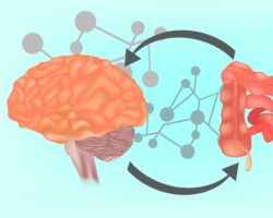 Eine Grafik, die die Kommunikation zwischen Darm und Gehirn veranschaulicht.