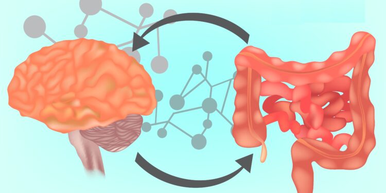 Eine Grafik, die die Kommunikation zwischen Darm und Gehirn veranschaulicht.