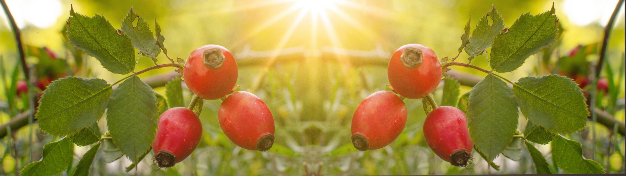 Vitamin bekanntschaft