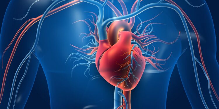 Menschliches Herz mit Blutgefaessen Grafik
