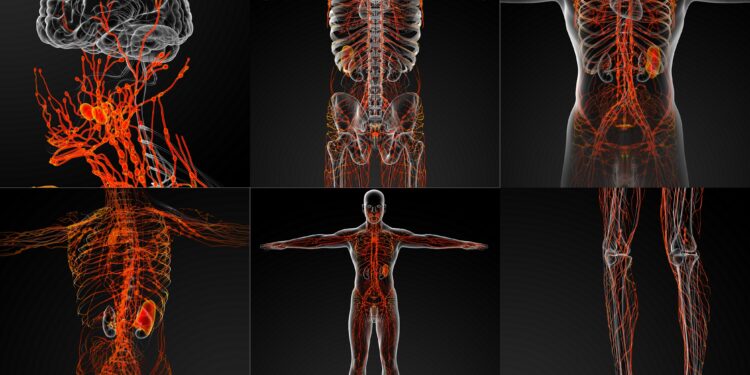 Eine grafische Darstellung des Lymphsystems in einem männlichen Körper.