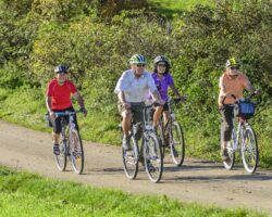 Vier ältere Personen beim Fahrradfahren in der Natur