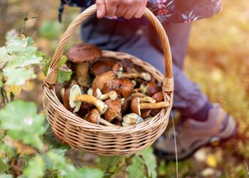 Frau mit gesammelten Pilzen im Wald