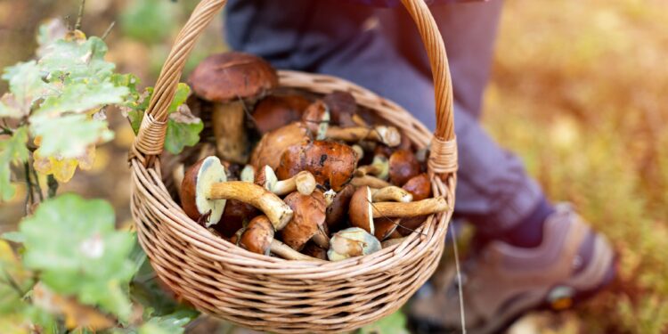 Frau mit gesammelten Pilzen im Wald